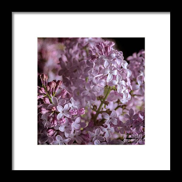 Lilacs Framed Print featuring the photograph Lilac Bouquet II by Tamara Becker