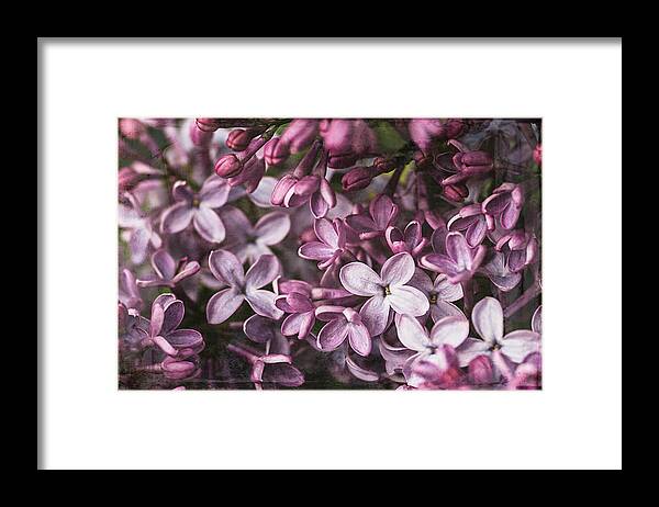 Lilac Framed Print featuring the photograph Lilacs #1 by Cindi Ressler