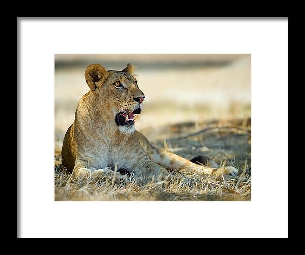 Lioness Framed Print featuring the photograph Lioness #1 by Yuri Peress