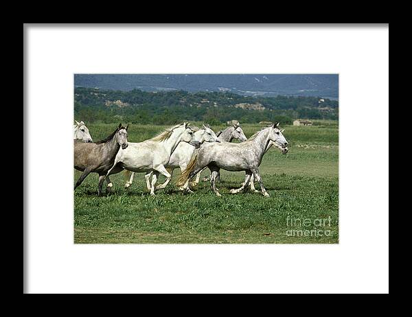 Adult Framed Print featuring the photograph Lipizzaner Horse #1 by Gerard Lacz