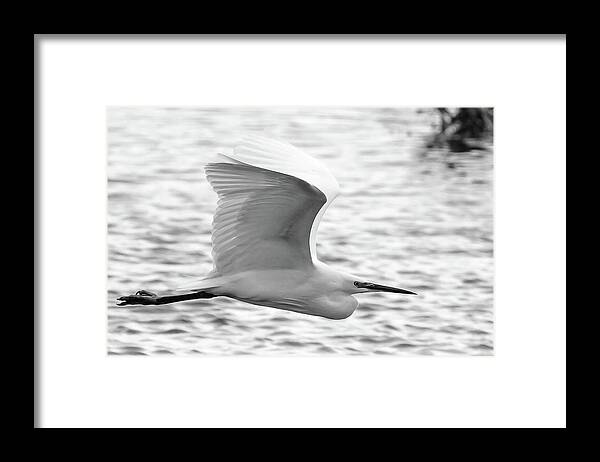 Nature Framed Print featuring the photograph Little Egret #2 by Wendy Cooper