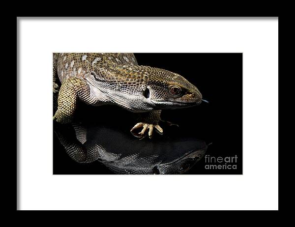 Lizards Framed Print featuring the photograph Lizards #1 by Gunnar Orn Arnason