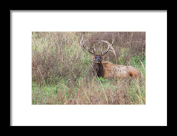 Lone Elk Park Framed Print featuring the photograph Lone Elk by Holly Ross