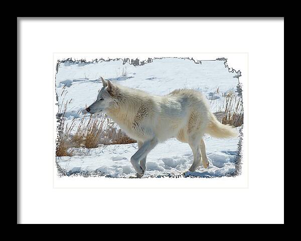 Lone White Wolf Framed Print featuring the photograph Lone White Wolf #1 by Lena Owens - OLena Art Vibrant Palette Knife and Graphic Design