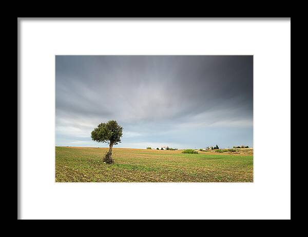 Olive Tree Framed Print featuring the photograph Lonely Olive tree #1 by Michalakis Ppalis