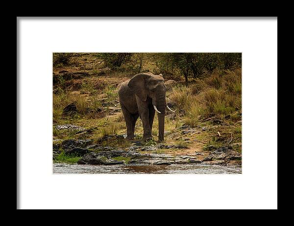 Happy Family Framed Print featuring the photograph Loner #1 by Ramabhadran Thirupattur