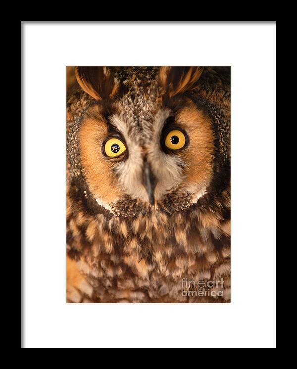 Bird Framed Print featuring the photograph Long Eared Owl #1 by Dennis Hammer