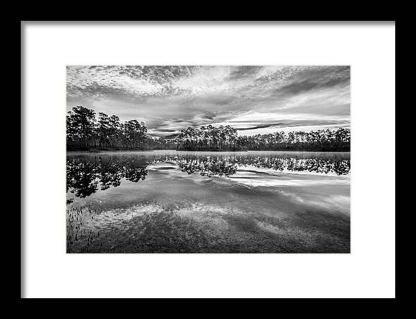 Everglades Framed Print featuring the photograph Long Pine BW by Jon Glaser