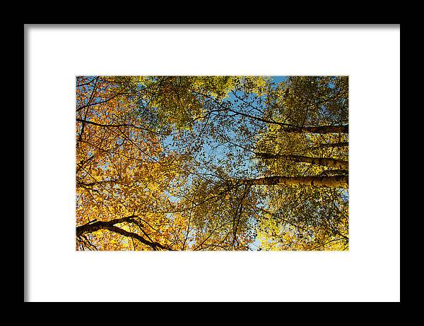 Fall Colors Framed Print featuring the photograph Look up #1 by Kunal Mehra