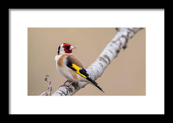 Looking Behind Framed Print featuring the photograph Looking behind2 by Torbjorn Swenelius