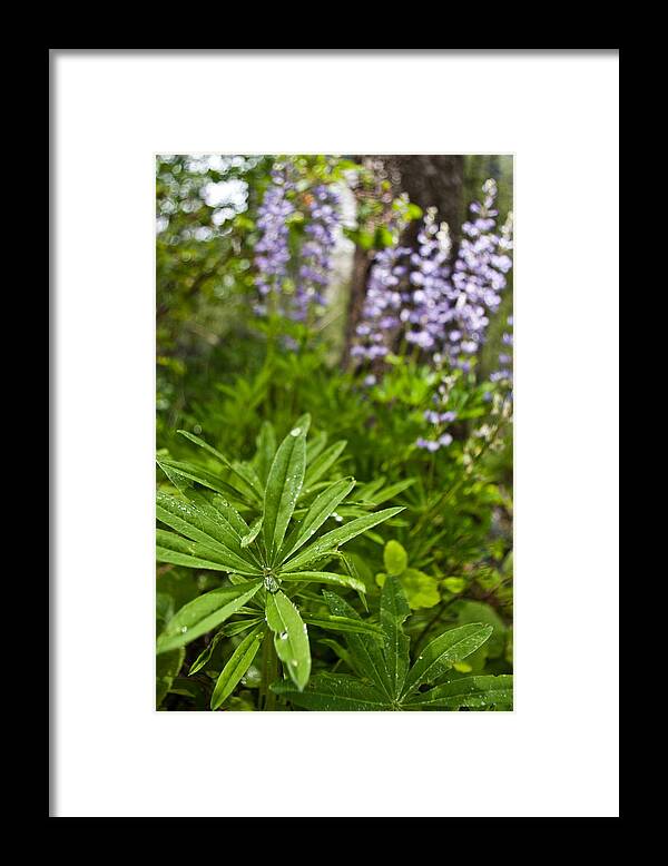Leaf Framed Print featuring the photograph Lupine Leaf #2 by Jedediah Hohf