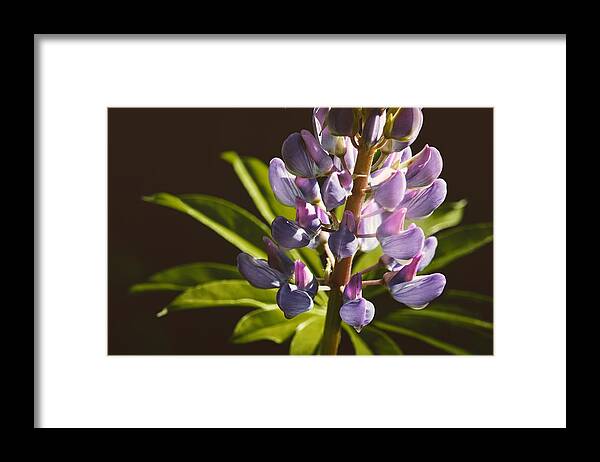 Lupine Framed Print featuring the photograph Lupines by Holly Ross