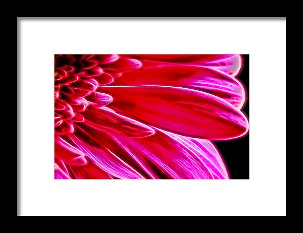 Abstract Framed Print featuring the photograph Macro Close-up of a Pink Chrysanthemum Flower #1 by John Williams