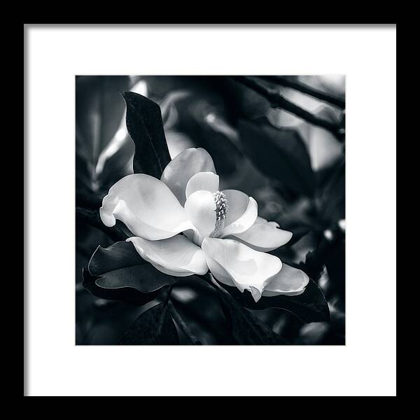 Magnolia Framed Print featuring the photograph Magnolia Blossom #2 by Sandra Selle Rodriguez