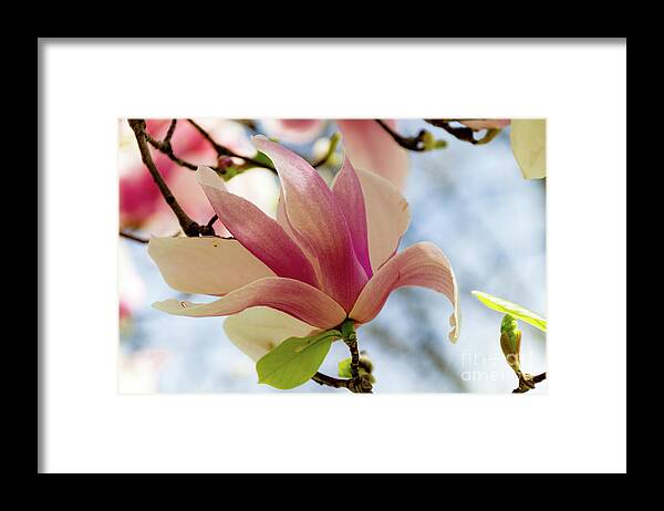 Magnolia Framed Print featuring the photograph Magnolia #1 by William Norton
