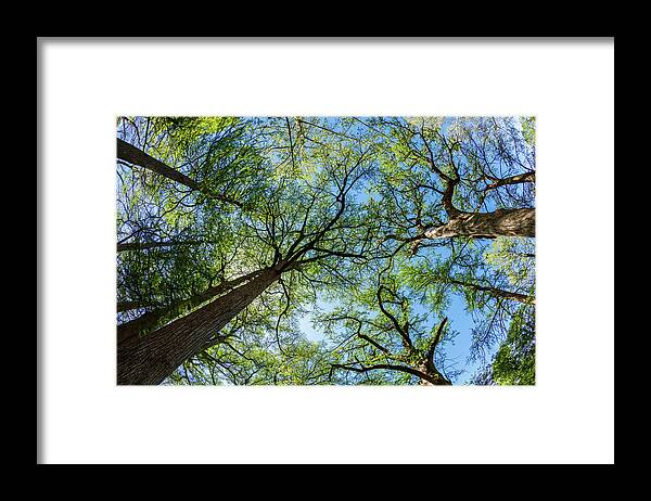 Austin Framed Print featuring the photograph Majestic Cypress Trees by Raul Rodriguez