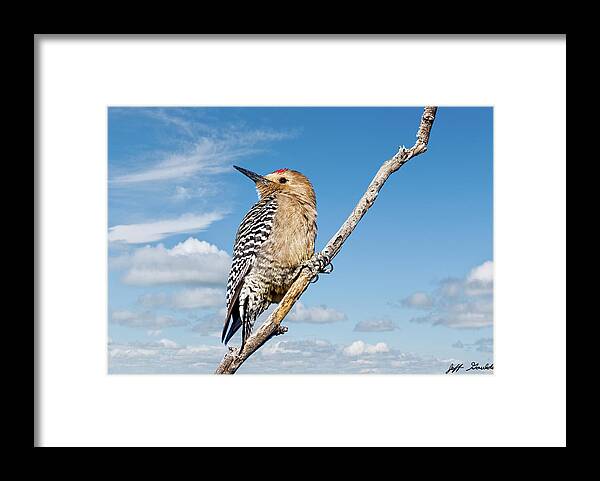 Animal Framed Print featuring the photograph Male Gila Woodpecker by Jeff Goulden