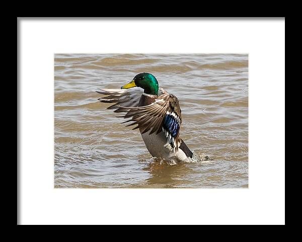 Male Framed Print featuring the photograph Male Mallard by Holden The Moment