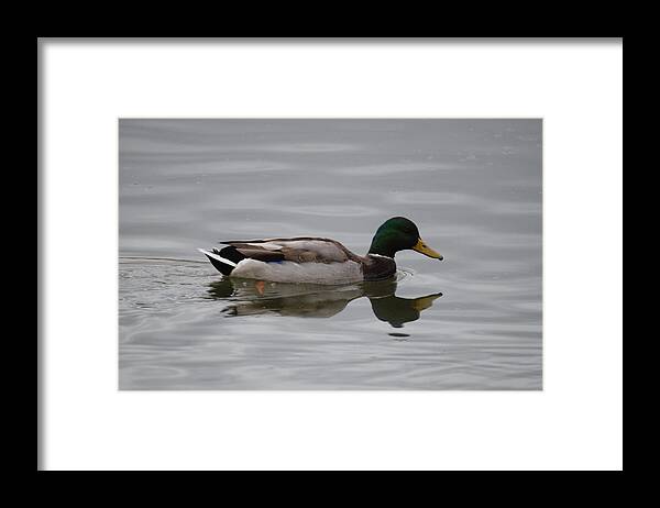 Mallard Duck Male Framed Print featuring the photograph Mallard Duck Male #5 by Margarethe Binkley