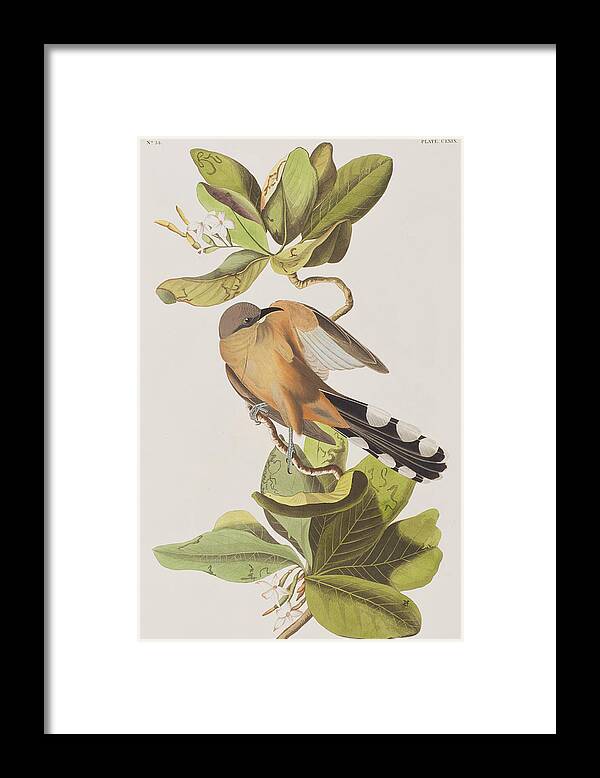 Mangrove Cuckoo Framed Print featuring the painting Mangrove Cuckoo by John James Audubon