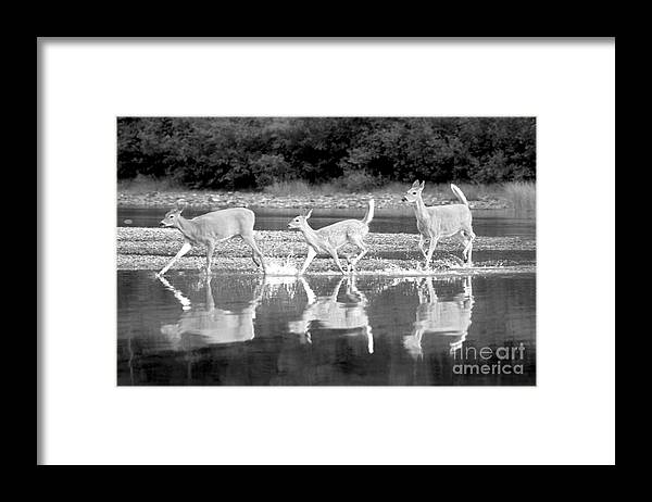  Framed Print featuring the photograph Many Glacier Deer 1 #1 by Adam Jewell