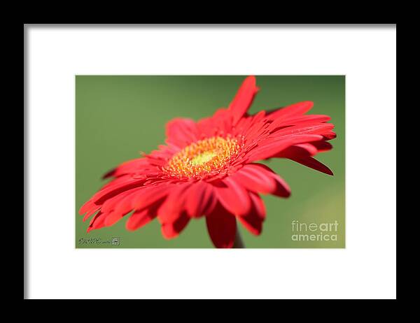 Mccombie Framed Print featuring the photograph Mega Revolution Scarlet Red with Light Eye Gerbera Daisy #5 by J McCombie