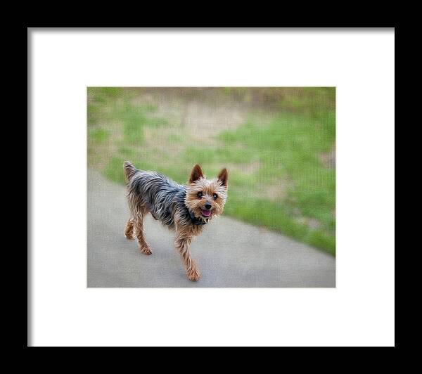 Dog Framed Print featuring the photograph Mickey #1 by Cathy Kovarik