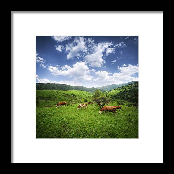 Agriculture Framed Print featuring the photograph Milka #1 by Bess Hamiti