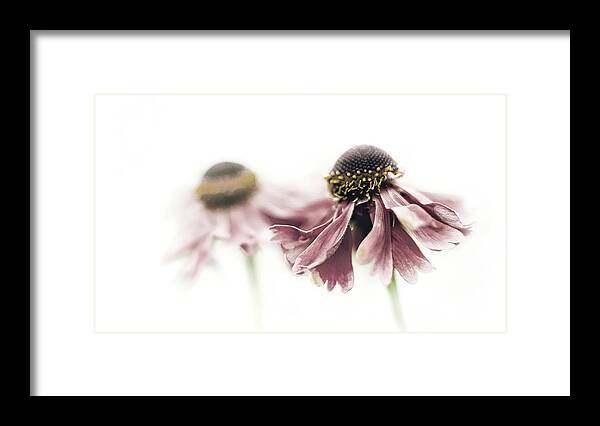 Flowers Framed Print featuring the photograph Mirrored Beauty #1 by Mountain Dreams