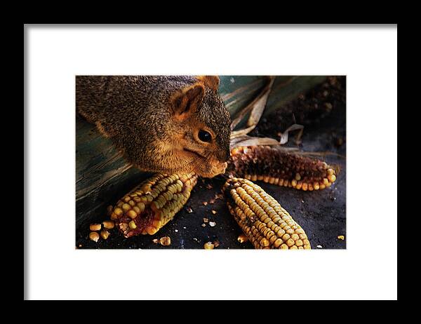 Squirrel Framed Print featuring the photograph Miss Messy #1 by Kathleen Stephens