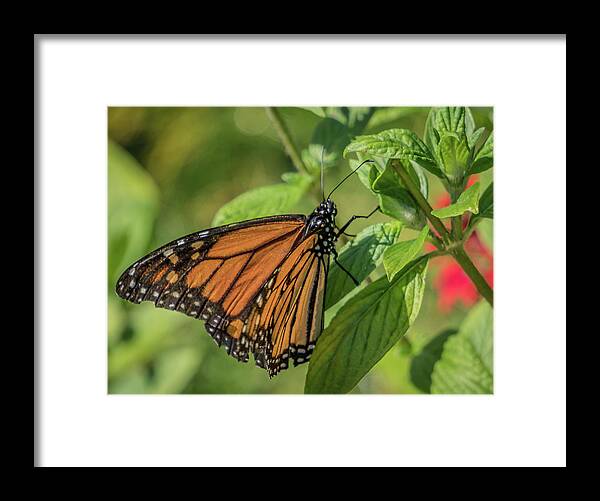 Florida Framed Print featuring the photograph Monarch #1 by Jane Luxton
