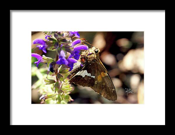 Macro Photography Framed Print featuring the photograph Moth snack by Meta Gatschenberger