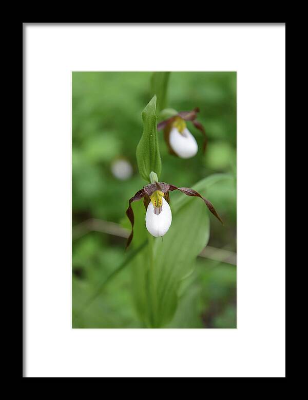 Wildflower Framed Print featuring the photograph Mountain Lady Slipper Orchids #1 by Whispering Peaks Photography