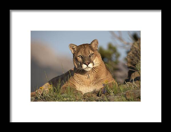 00176554 Framed Print featuring the photograph Mountain Lion Portrait North America by Tim Fitzharris