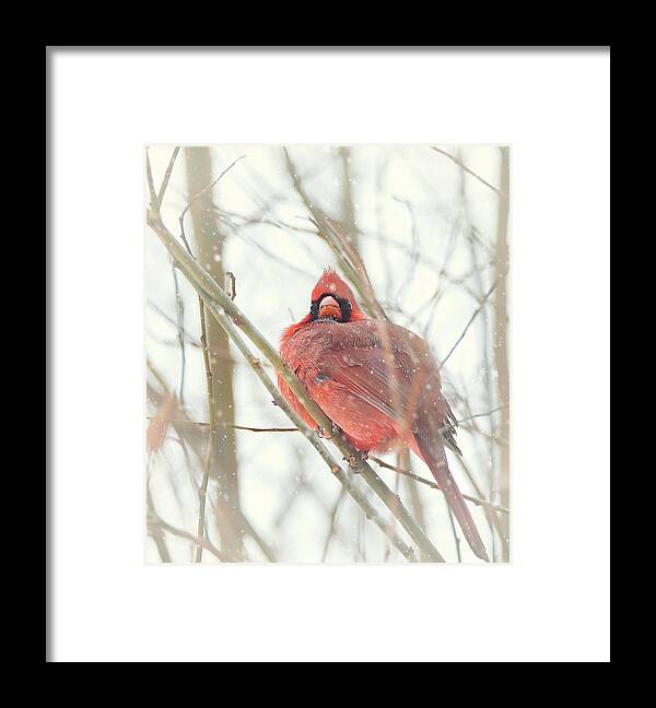 Wild Life Framed Print featuring the photograph Northern Male Cardinal by Kay Jantzi
