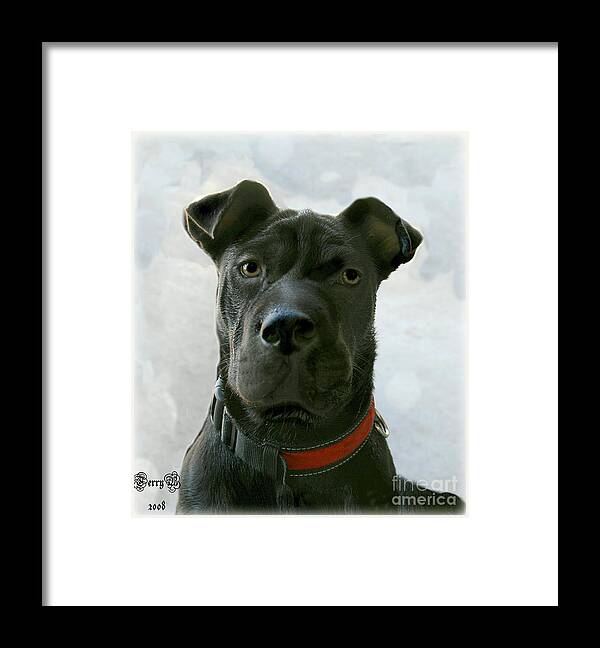 Dog Framed Print featuring the digital art Ms. Raisin #1 by Terry Burgess
