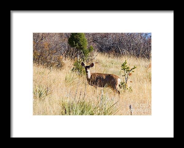 Deer Framed Print featuring the photograph Mule Deer in Garden of the Gods #1 by Steven Krull