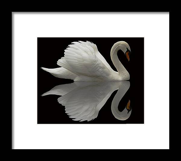 Mute Swan Framed Print featuring the photograph Mute swan #1 by Mariel Mcmeeking