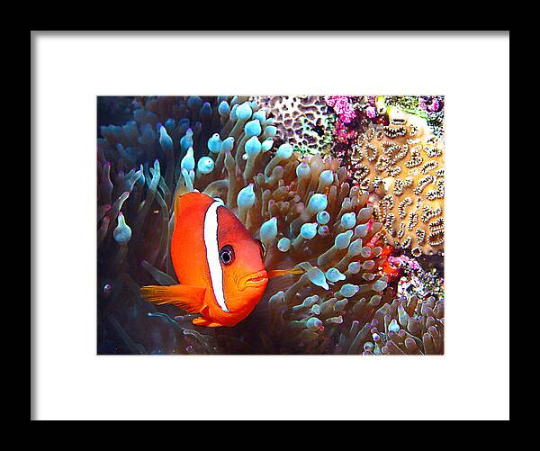 Underwater Framed Print featuring the photograph Nemo #3 by Jean Noren
