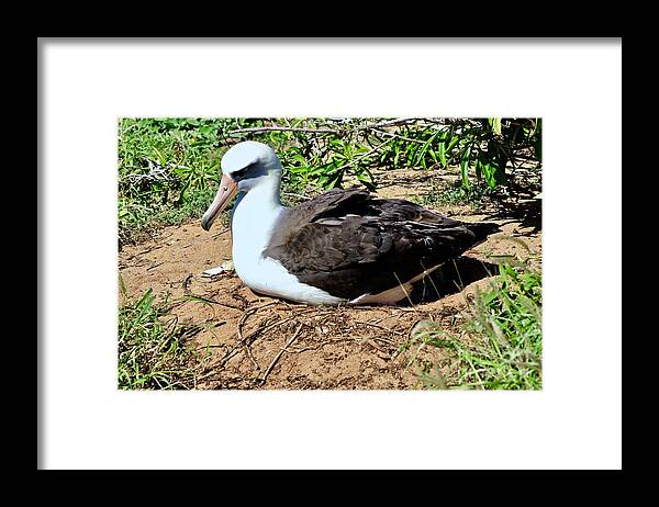Albatross Framed Print featuring the photograph Nesting Albatross #1 by Craig Wood