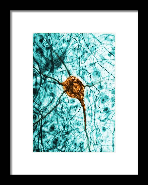 Cell Framed Print featuring the photograph Neuron, Tem by Science Source