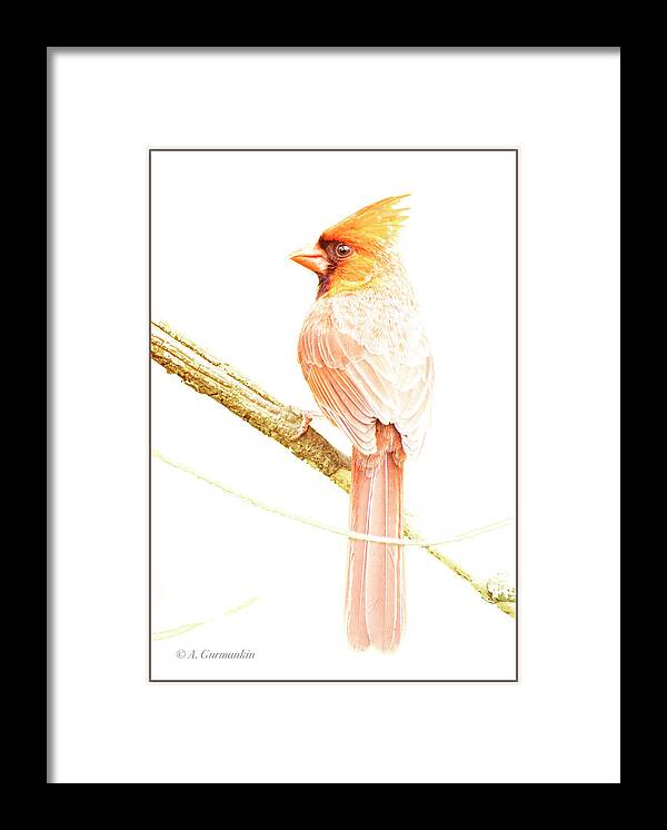 Northern Cardinal Framed Print featuring the photograph Northern Cardinal, Male in Winter #1 by A Macarthur Gurmankin