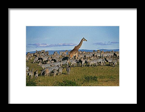 Africa Framed Print featuring the photograph Odd Man Out #1 by Michele Burgess