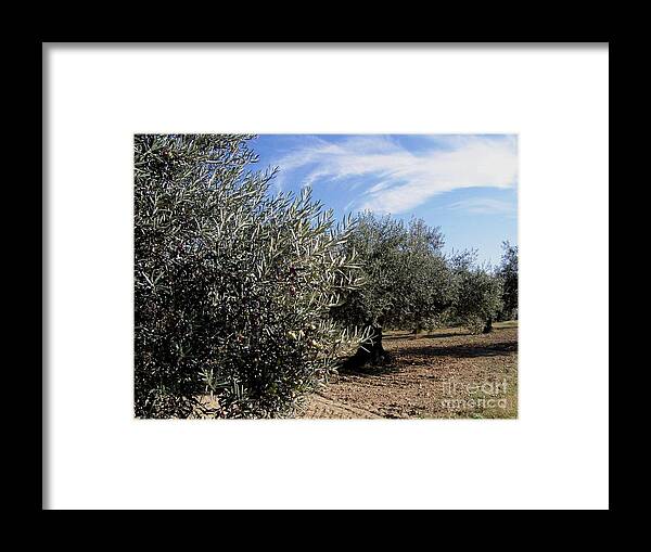 Olive Framed Print featuring the photograph Olive Trees #1 by Judy Kirouac