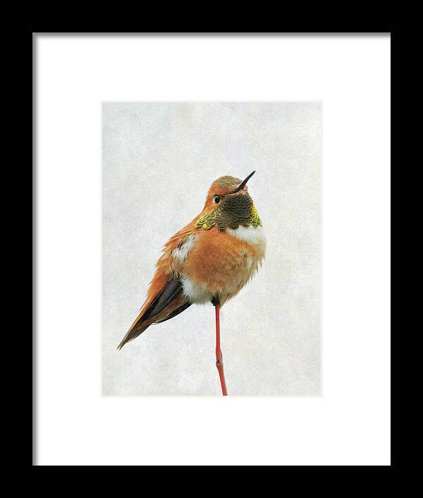 Hummingbird Framed Print featuring the photograph On Guard #1 by Angie Vogel