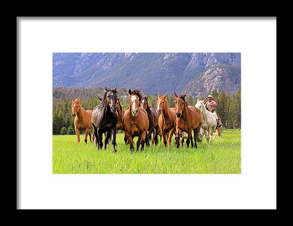 Horses Framed Print featuring the photograph On the Run #1 by Jack Bell