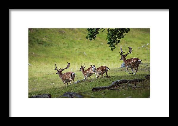 Four Fallow Deer Bucks Framed Print featuring the photograph On the run by Torbjorn Swenelius