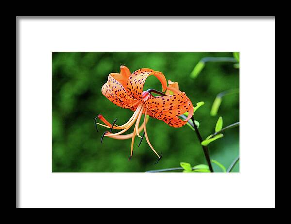 Spots Framed Print featuring the photograph One to Keep #1 by Michiale Schneider