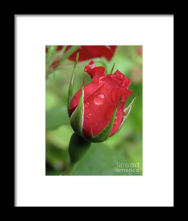 Rosebud Framed Print featuring the photograph Only You #1 by Kim Tran