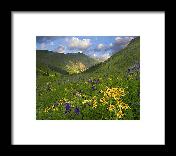 00176057 Framed Print featuring the photograph Orange Sneezeweed And Delphinium #1 by Tim Fitzharris